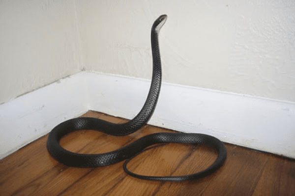 Nằm mơ thấy rắn bò vào nhà