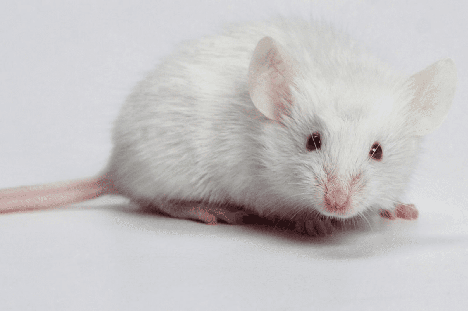 Mơ thấy chuột liên quan đến con số gì?