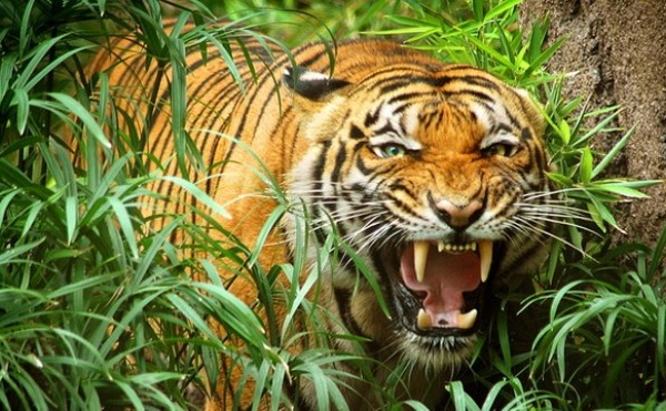 Nằm mơ thấy hổ có phải là điềm xấu hay không? Nên đánh con gì dễ trúng?