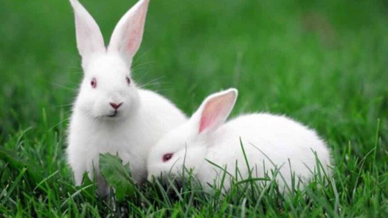 Mơ thấy thỏ trắng cho thấy bạn là người có tâm hồn lương thiện, tốt bụng