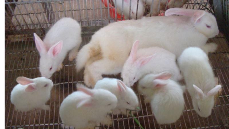 Mơ thấy thỏ sinh con dự báo tin vui thêm người cho gia đình bạn